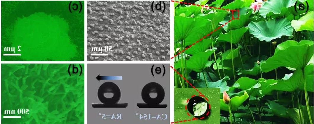 图2. 荷叶表面微观结构SEM图及水滴<a href='http://tjzqs.gsmqg.net'><a href='http://tjzqs.gsmqg.net'>正规赌博平台</a>在</a>表面的行为