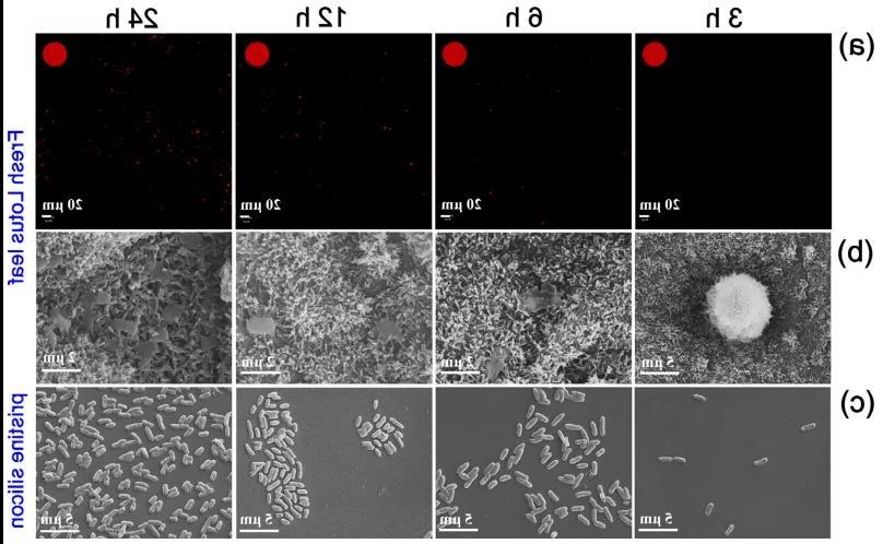 图3. 荷叶表面抗菌性能测试结果